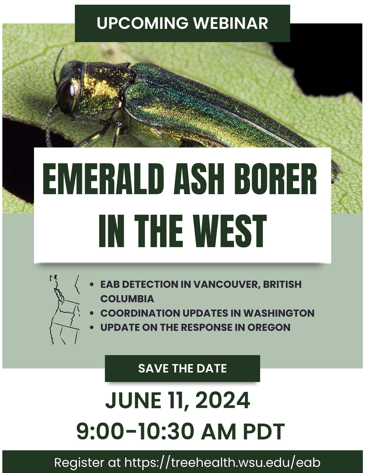 EAB in the West Flyer