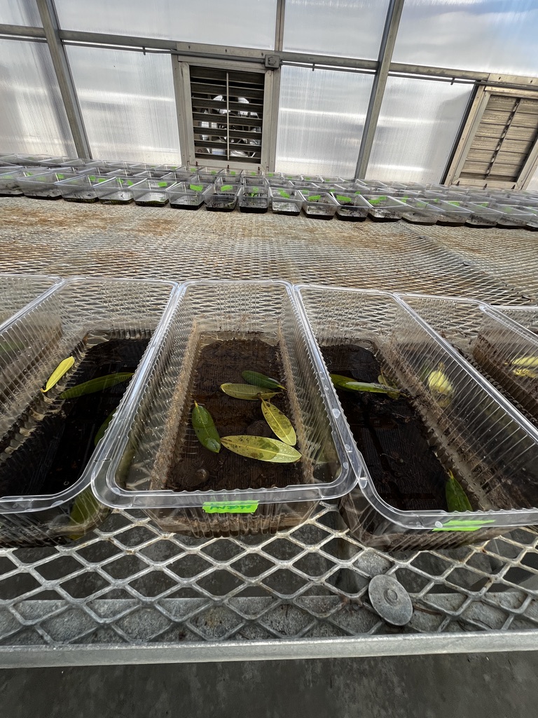 bait trays with soils