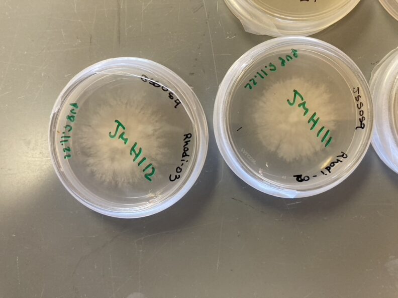 Petri plates with oomycetes