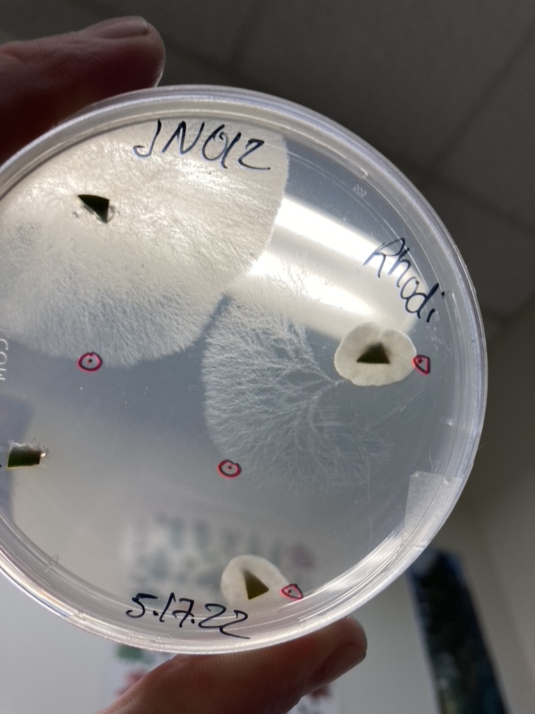 petri plate with oomycetes