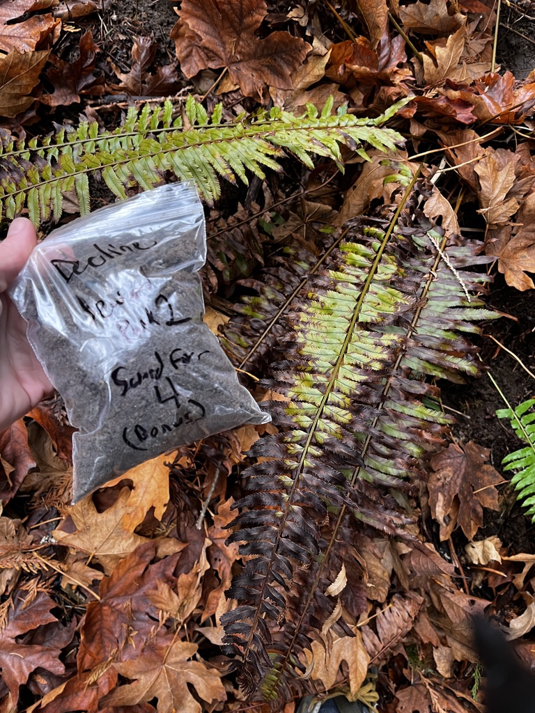 sword fern rhizosphere sample