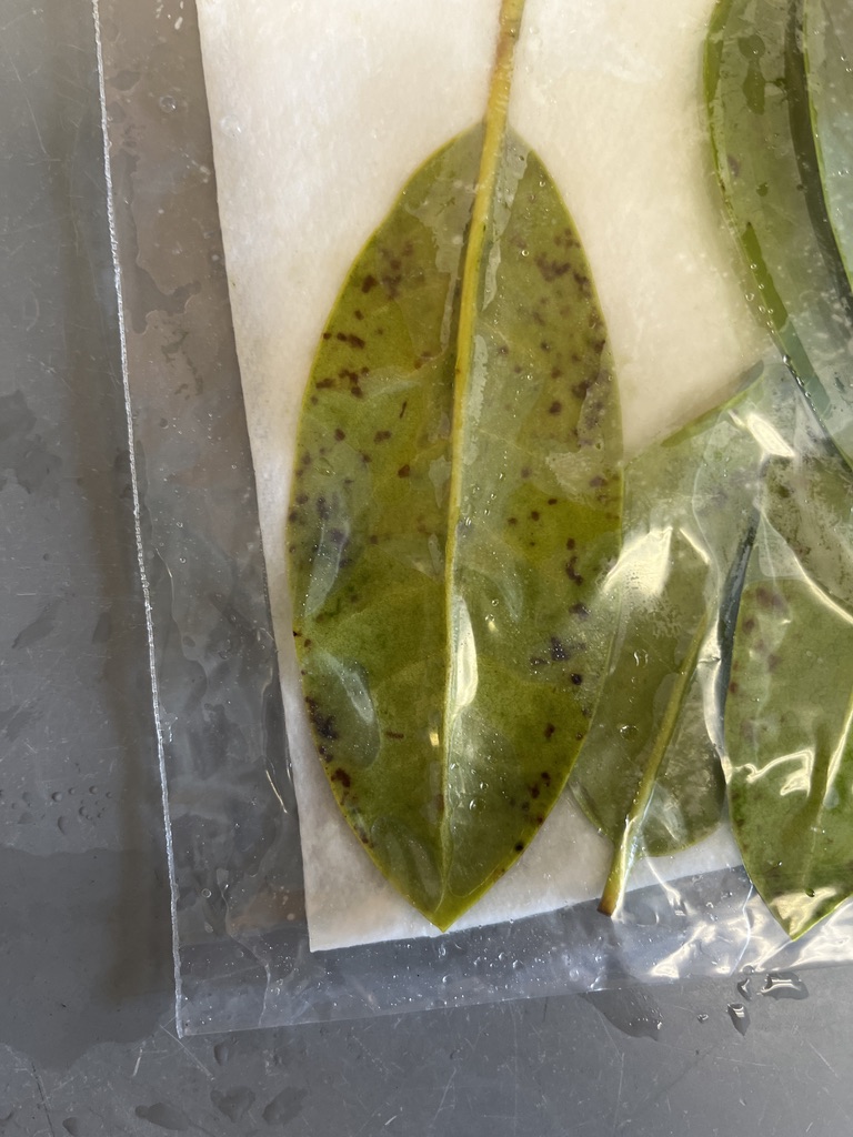 symptomatic rhododendron baits