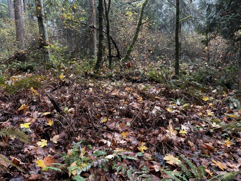 sword fern dieback site