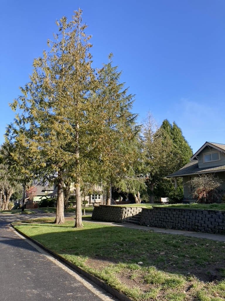 urban redcedar dieback