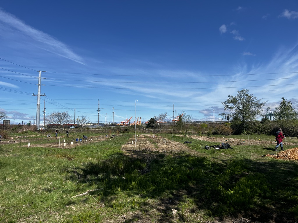 Port of Tacoma tree planting