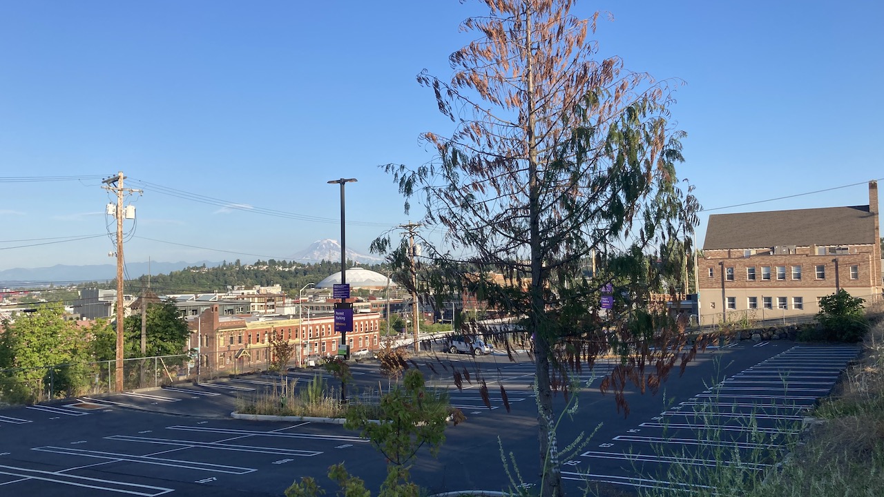 Tacoma downtown redcedar dieback