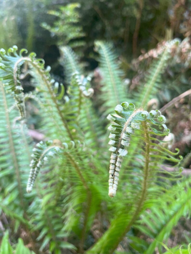 Fern Unfurling. Image from F. Dewitz