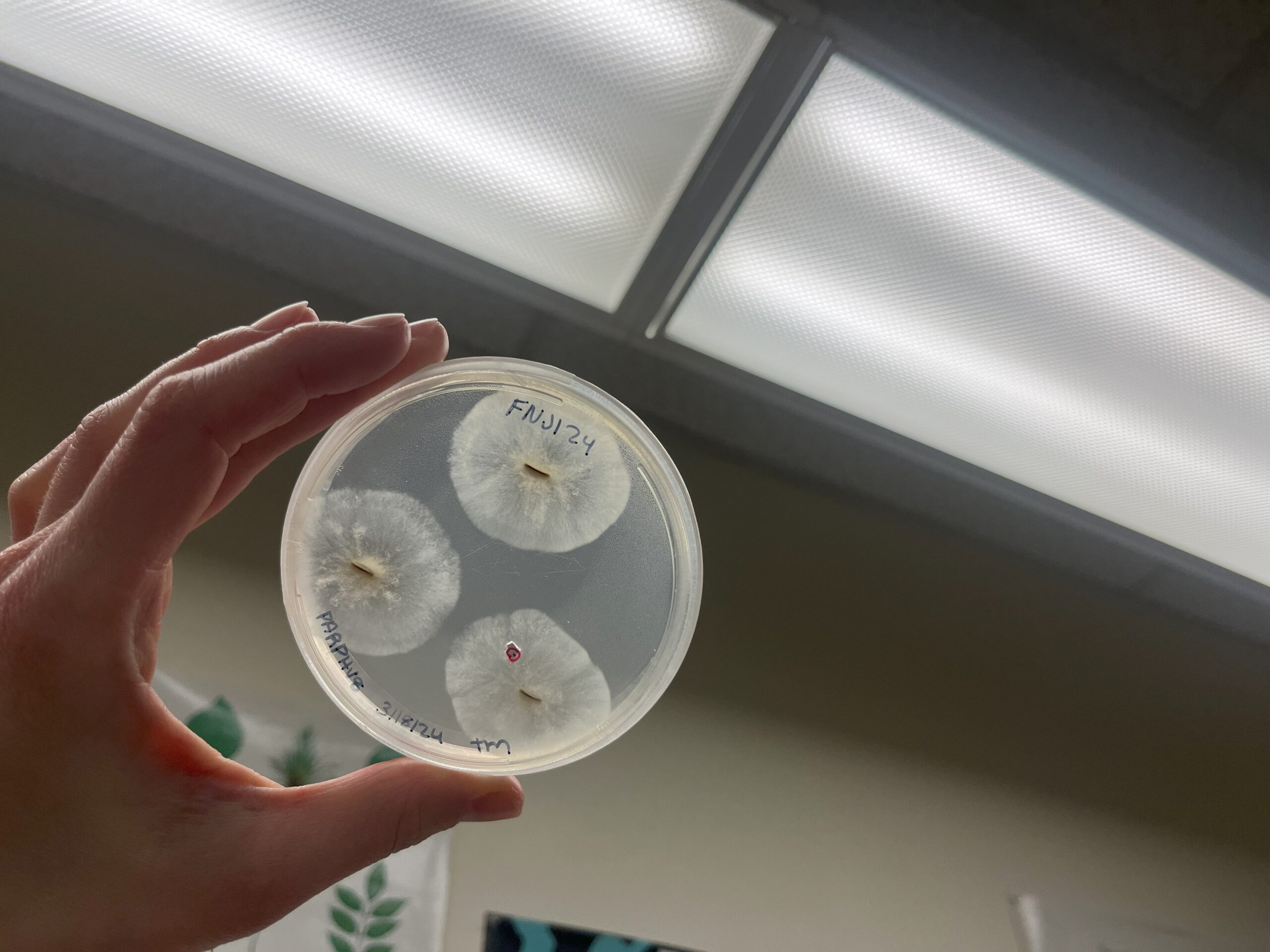 Plate showing potential Oomycetes growing. Image from F. Dewitz