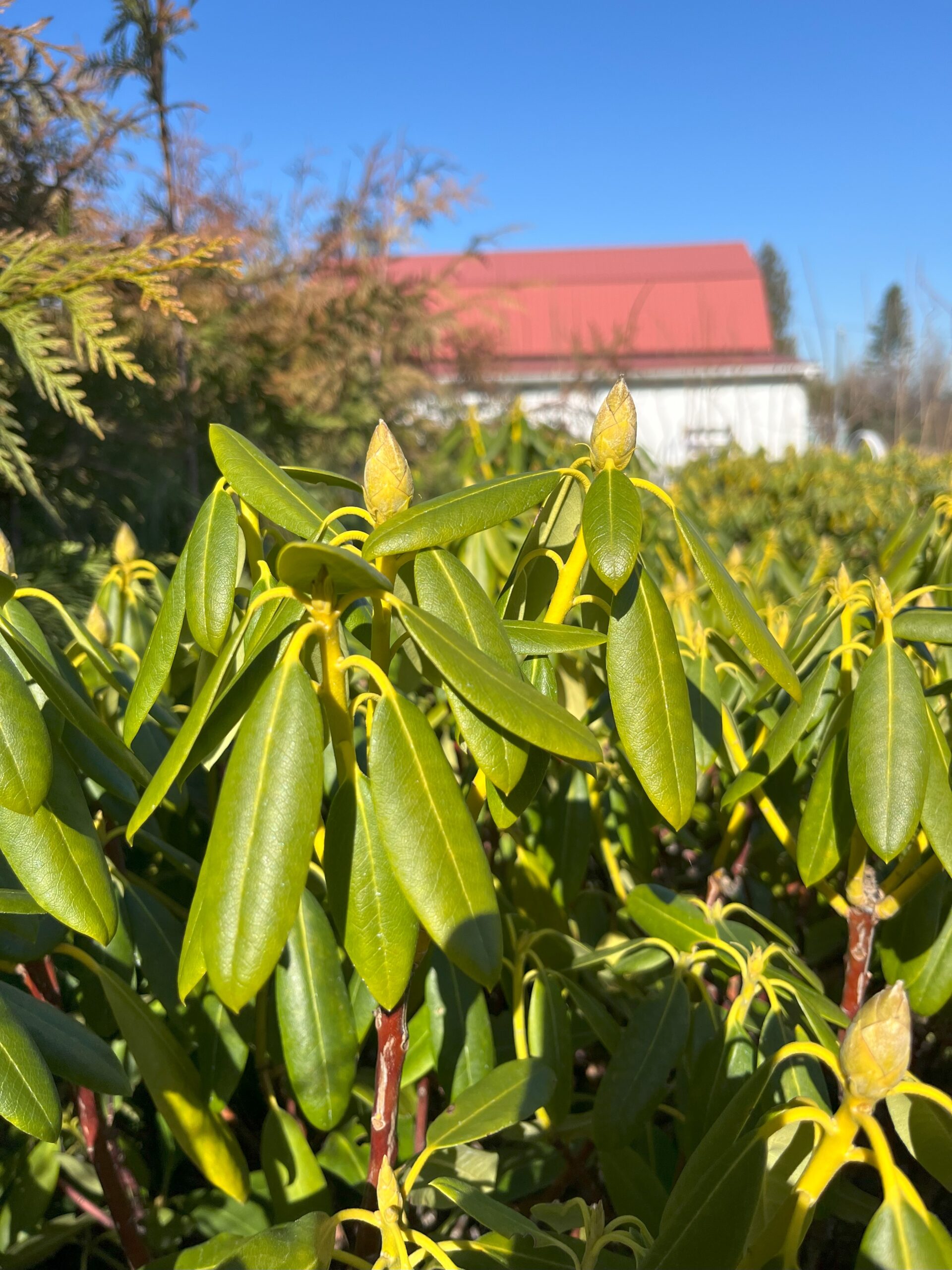 Rhododendron leaves