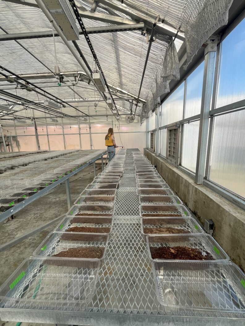 N. Willers flooding soils in greenhouse