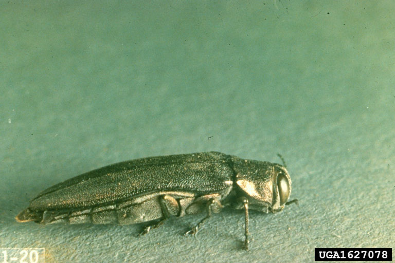 bronze birch borer
Agrilus anxius
Adult(s)
photo by John A. Weidhass