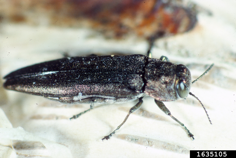 Bronze Birch Borer (adult) Agrilus anxius
Photo by John .A. Davidson