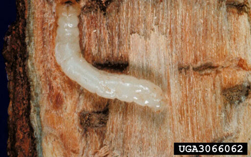 bronze birch borer
Agrilus anxius
Larva(e)
photo by David G. Nielsen