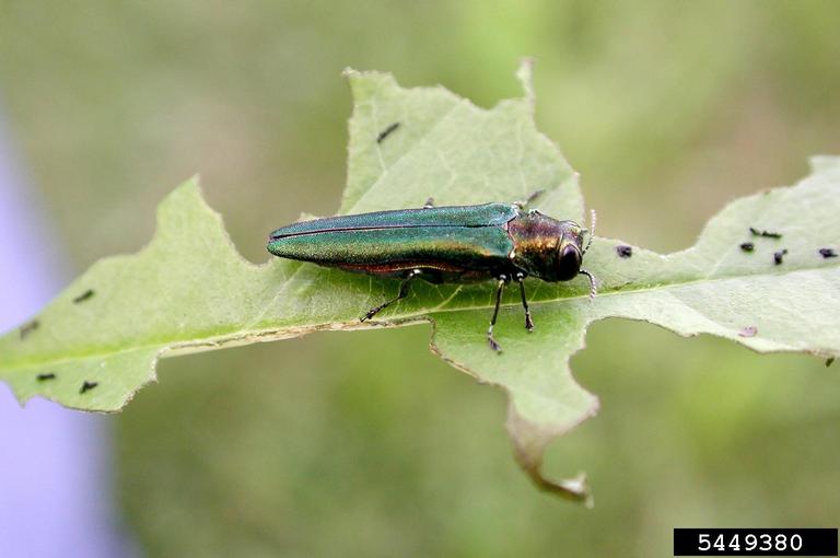 Emerald Ash Borer
Agrilus planipennis
Photo by Debbie Miller