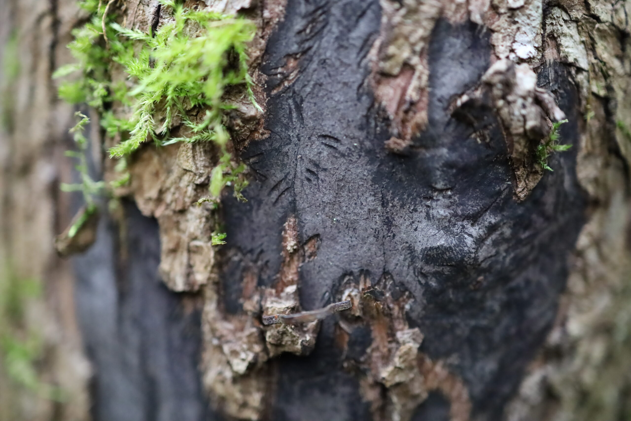 Sooty bark disease (squirrel scratches)