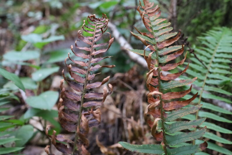 Browning Fern Foliage