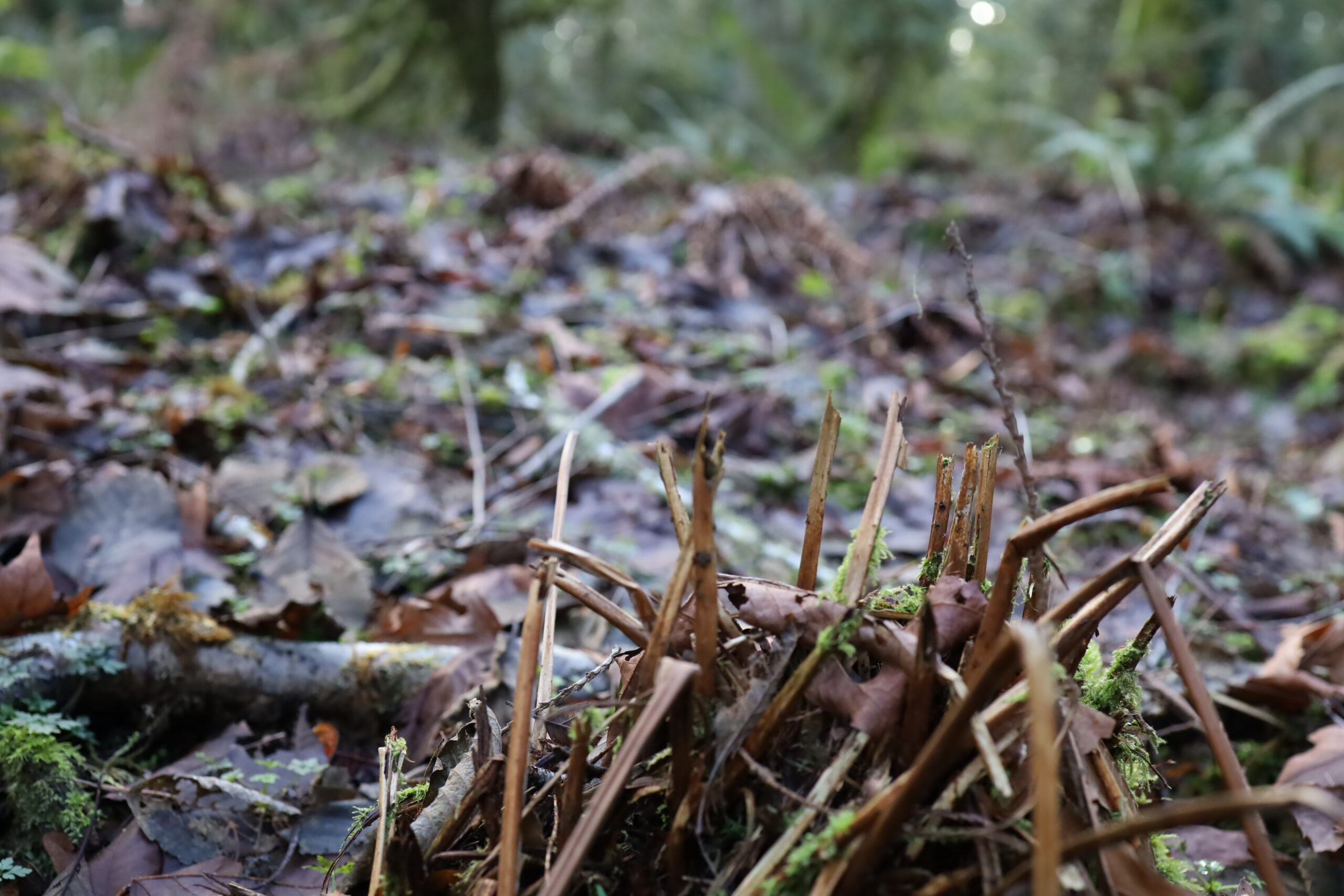 Sword Fern stump