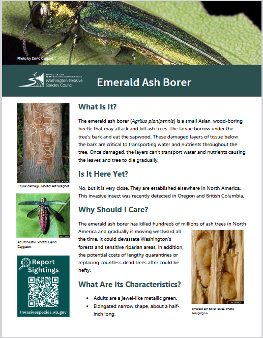 Washington Invasive Species Council fact sheet for Emerald Ash Borer