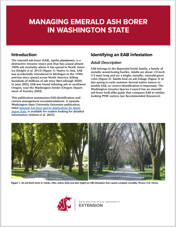 WSU Extension paper on Managing Emerald Ash Borer in Washington State