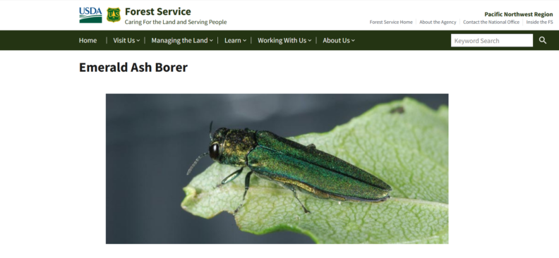 US Forest Service page for Emerald Ash Borer