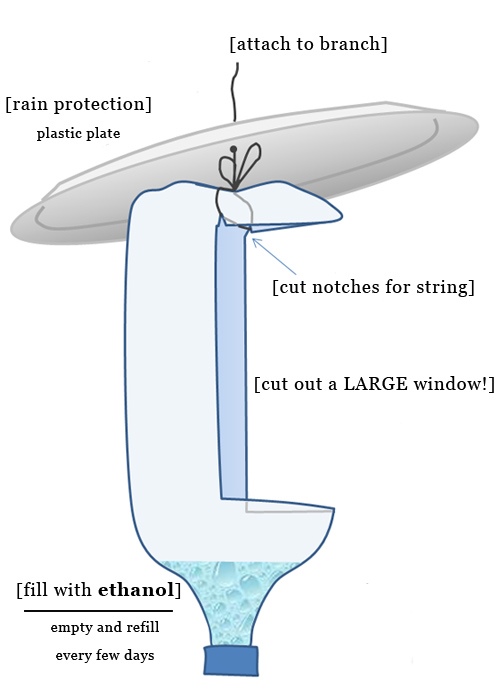 Diagram of DIY beetle trap. Illustration by Ambrosia Symbiosis. 