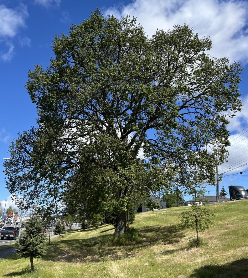 Garry oak tree in Tacoma, WA