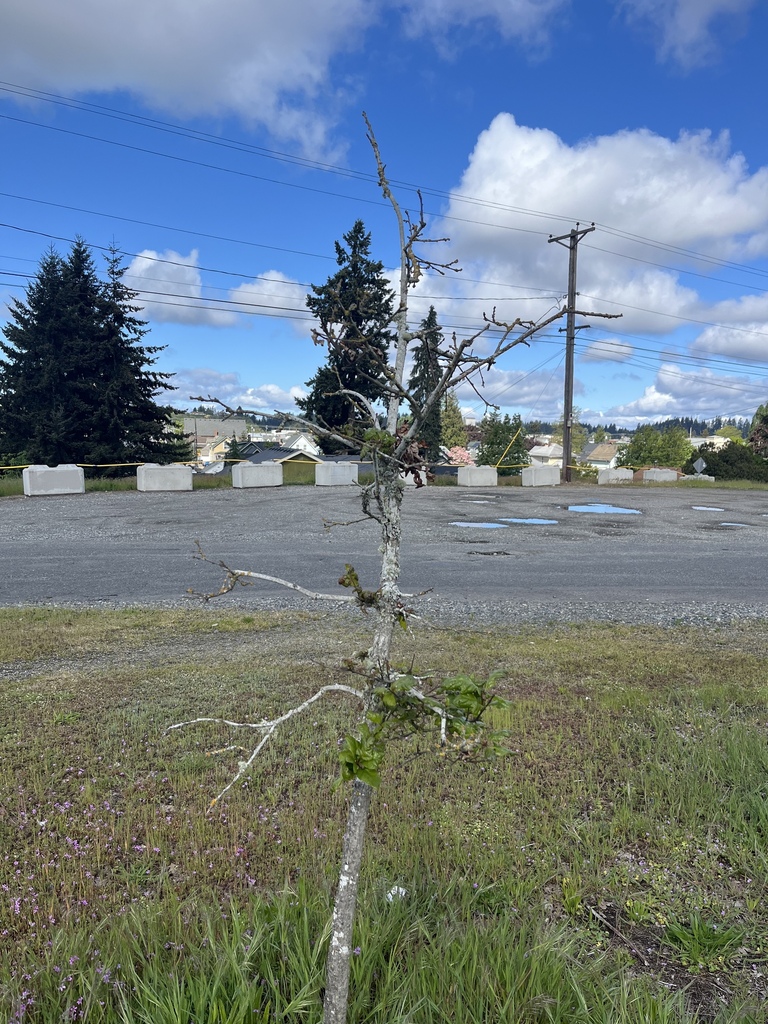 Poor Oregon Oak in Tacoma
