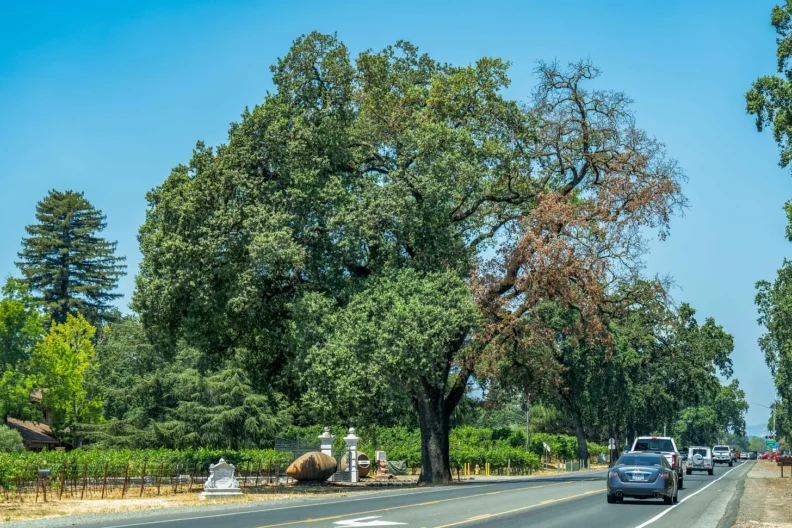 Valley oak dieback from Mediterranean Oak Borer

 Photo by Tim Carl, 2024
