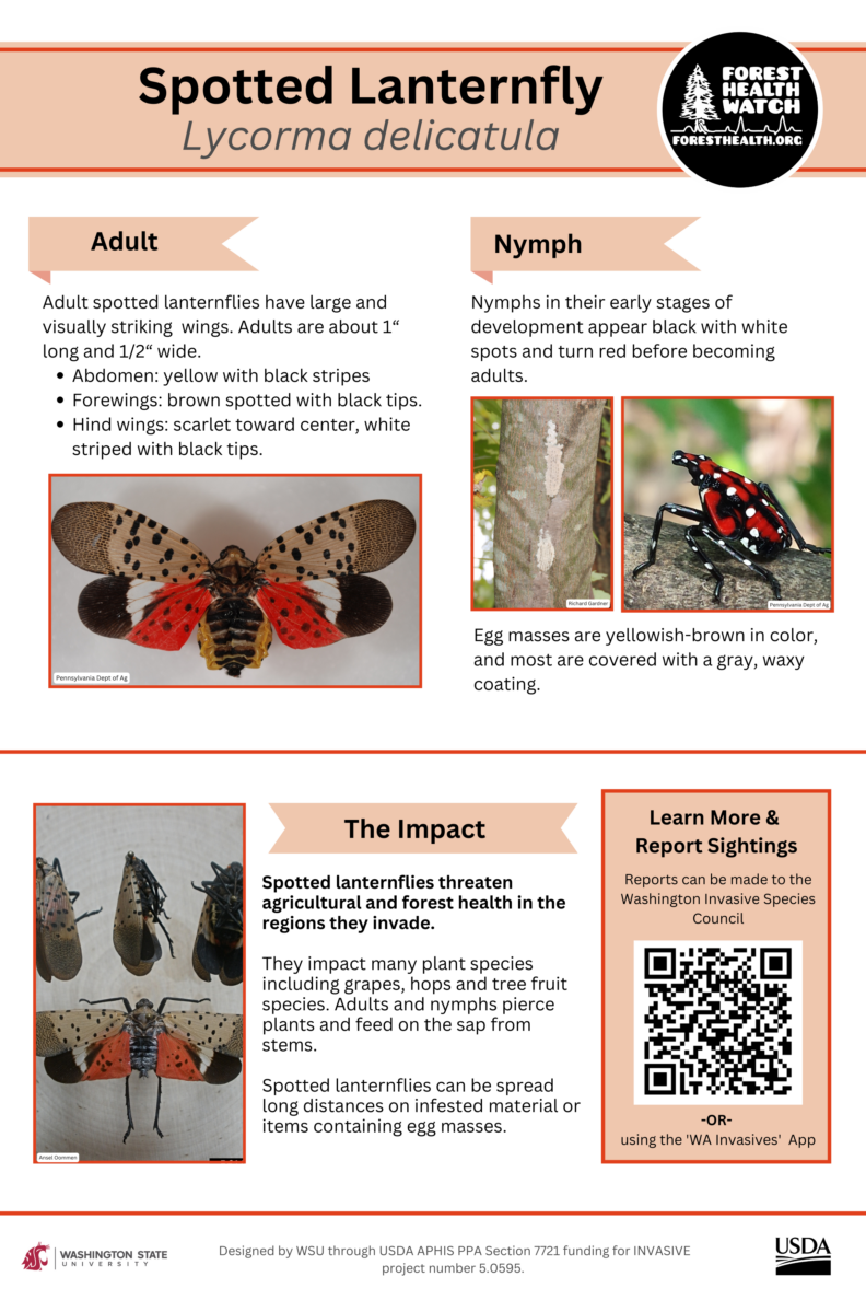 Spotted Lanternfly flyer