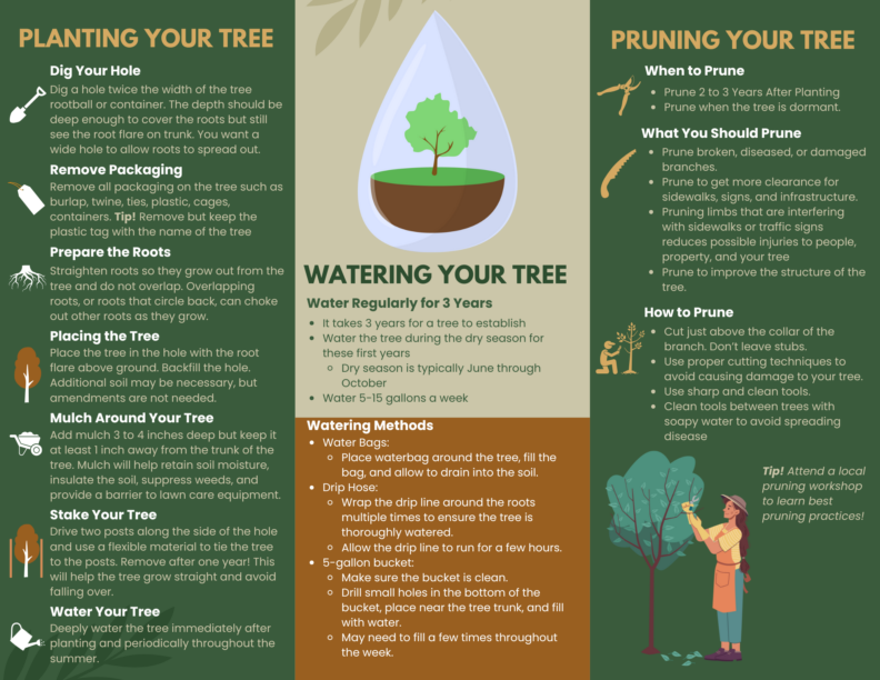 Right Tree Right Placer flyer (Back)