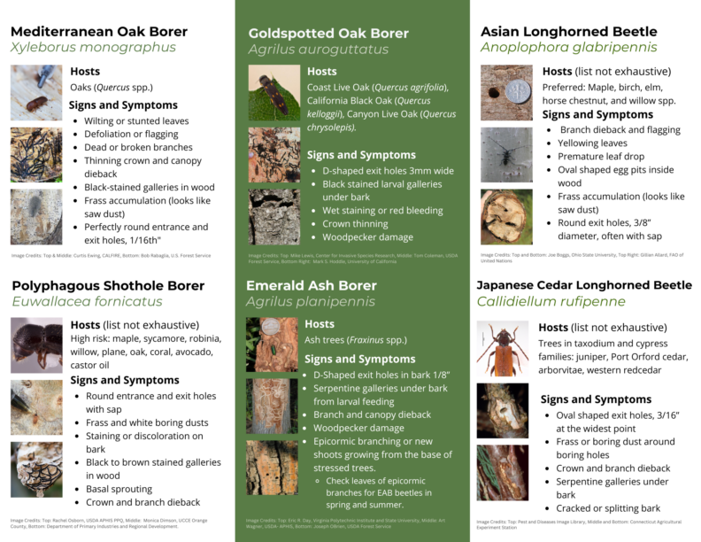 Forest Pests of Concern to the Pacific Northwest page 2 of trifold