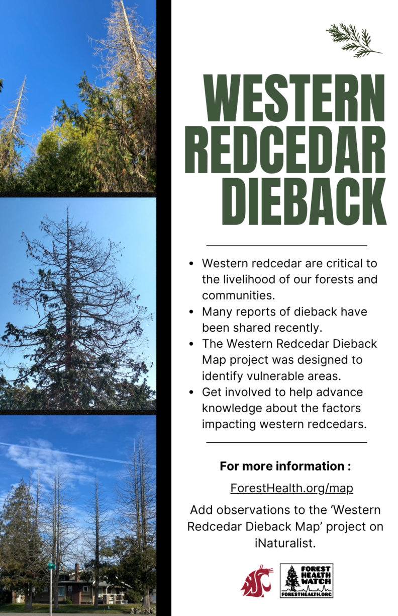 Western Redcedar Dieback flyer