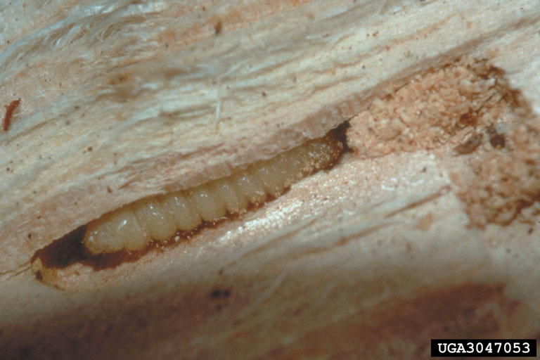 Japanese Cedar Longhorned Beetle larvae in gallery of tree. photo by Connecticut Agricultural Experiment Station.