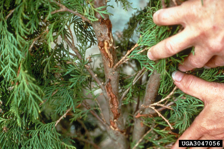 Japanese Cedar longhorned Beetle larval damage on Northern White Cedar