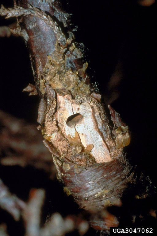 Japanese Cedar longhorned Beetle exit hole in tree