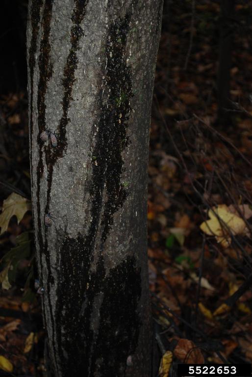 Spotted Lanternfly feeding damage
photo by Pennsylvania Department of Agriculture