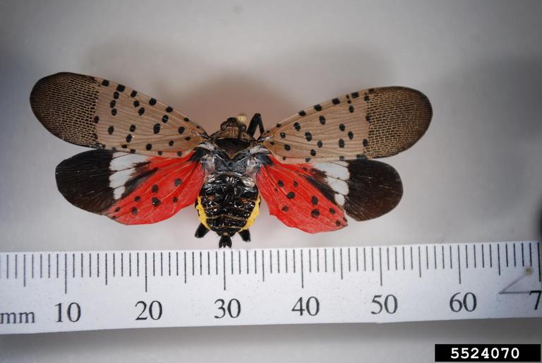 Spotted Lanternfly 
Lycorma delicatula 
photo by Lawrence Barringer, Pennsylvania Department of Agriculture