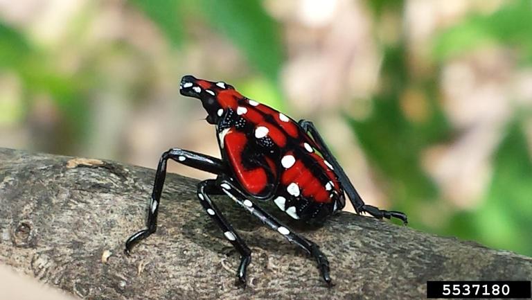 Spotted Lanternfly (Mature Nymph)
photo by Lawrence Barringer, Pennsylvania Department of Agriculture