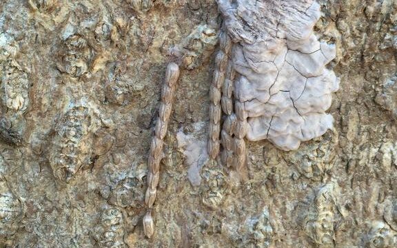 Spotted Lanternfly egg(s)
photo by Emelie Swackhamer, Penn State University