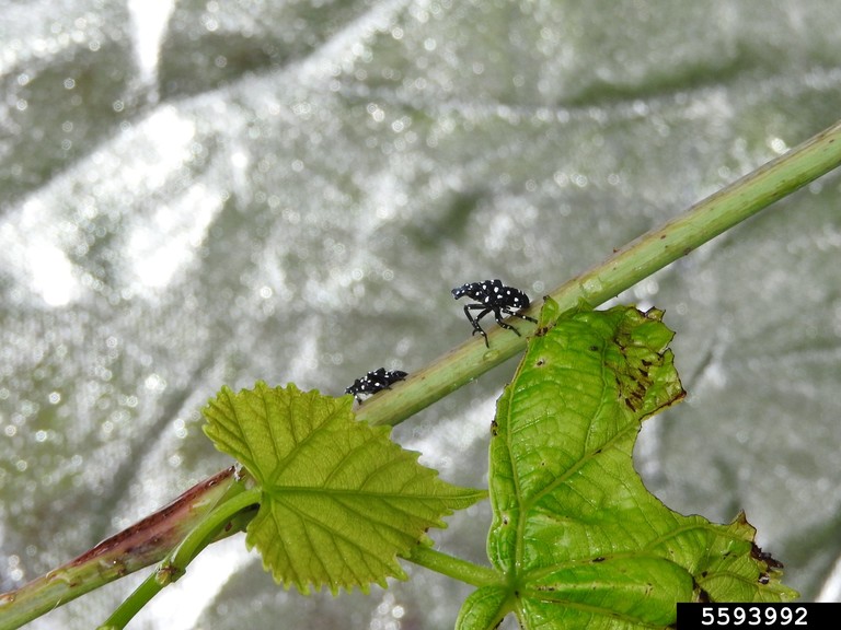 Spotted Lanternfly Immature(s)
photo by Richard Gardner