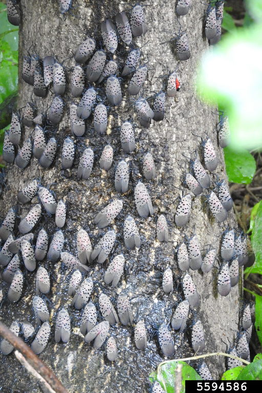 Spotted Lanternfly infestation
photo by Richard Gardner