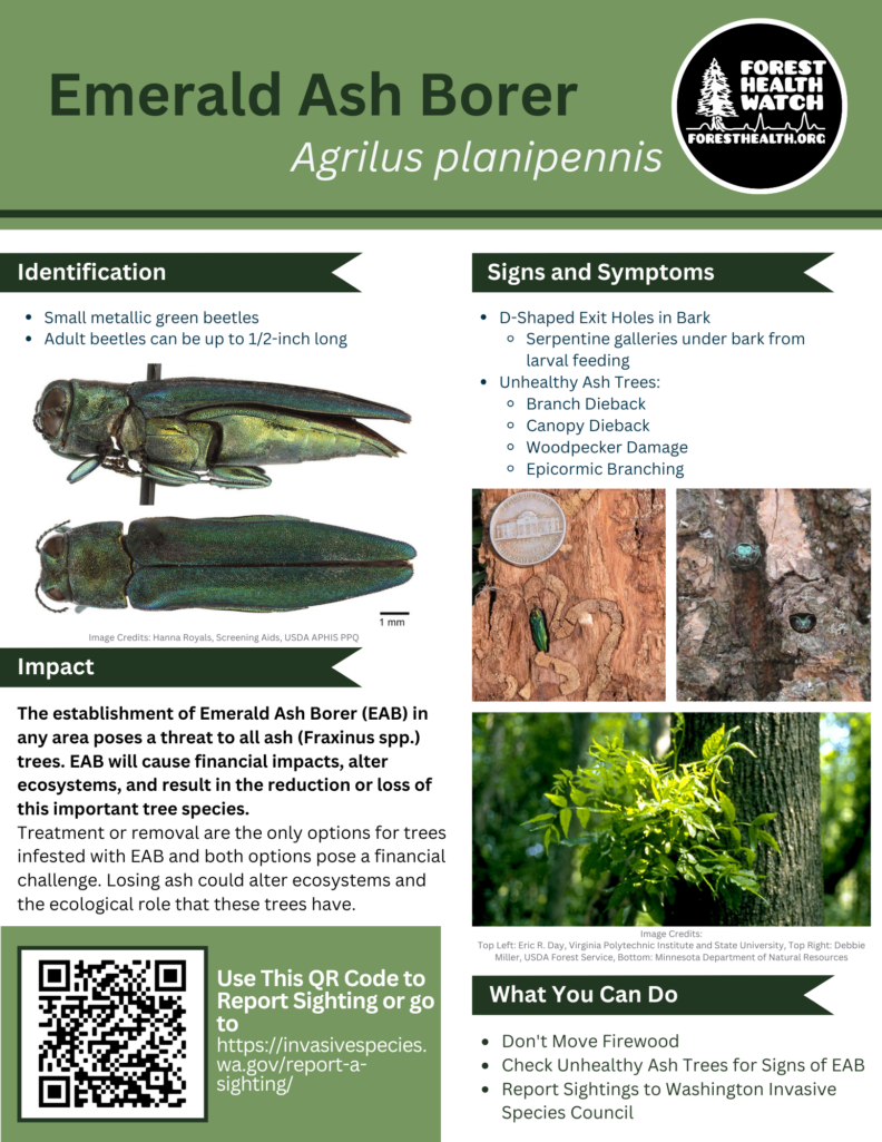 Emerald Ash Borer flyer