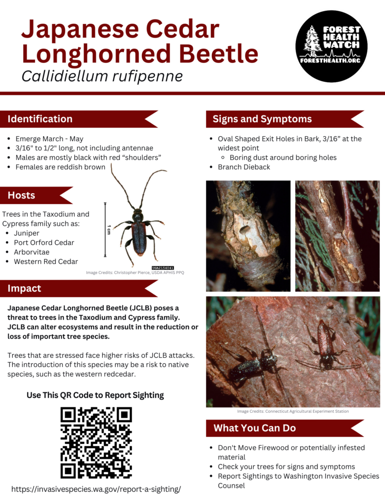 Japanese Cedar Longhorned Beetle flyer