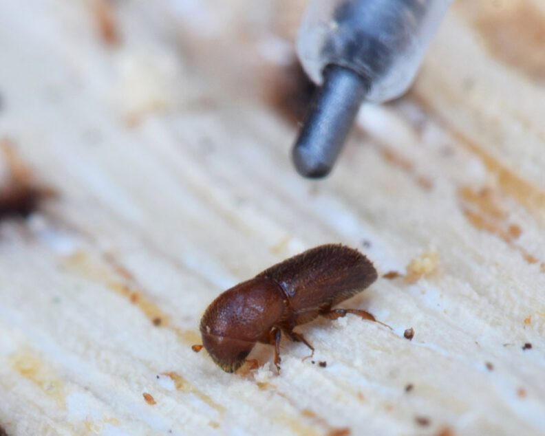 Mediterranean Oak Borer
Xyleborus monographus
Photo by University of California Agriculture and Natural Resources