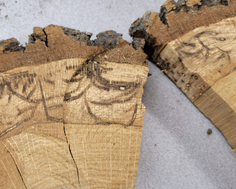 Mediterranean Oak Borer galleries
photo by Oregon Department of Forestry