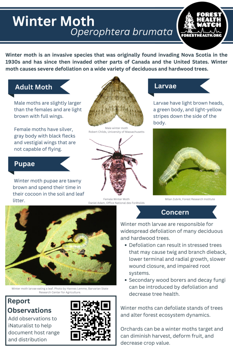 Winter Moth flyer