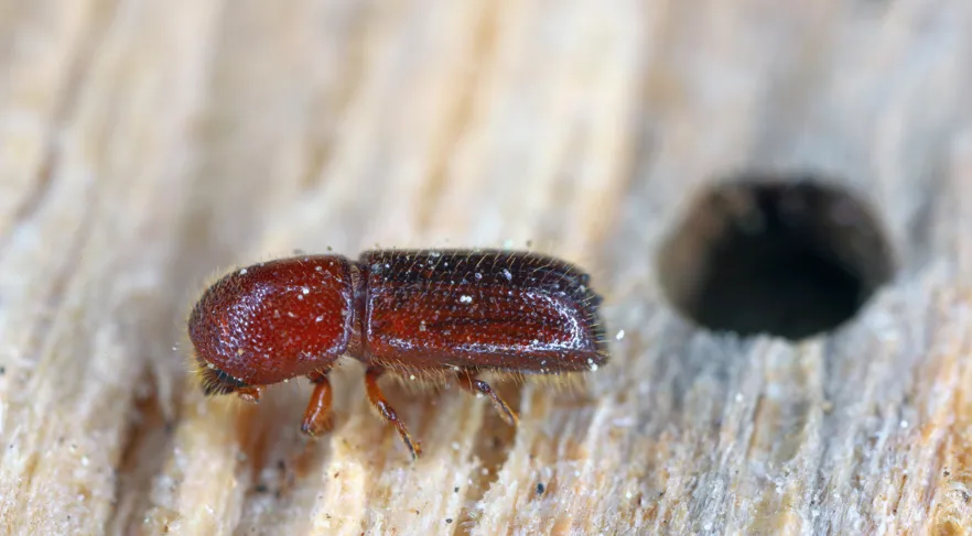 Mediterranean Oak Borer