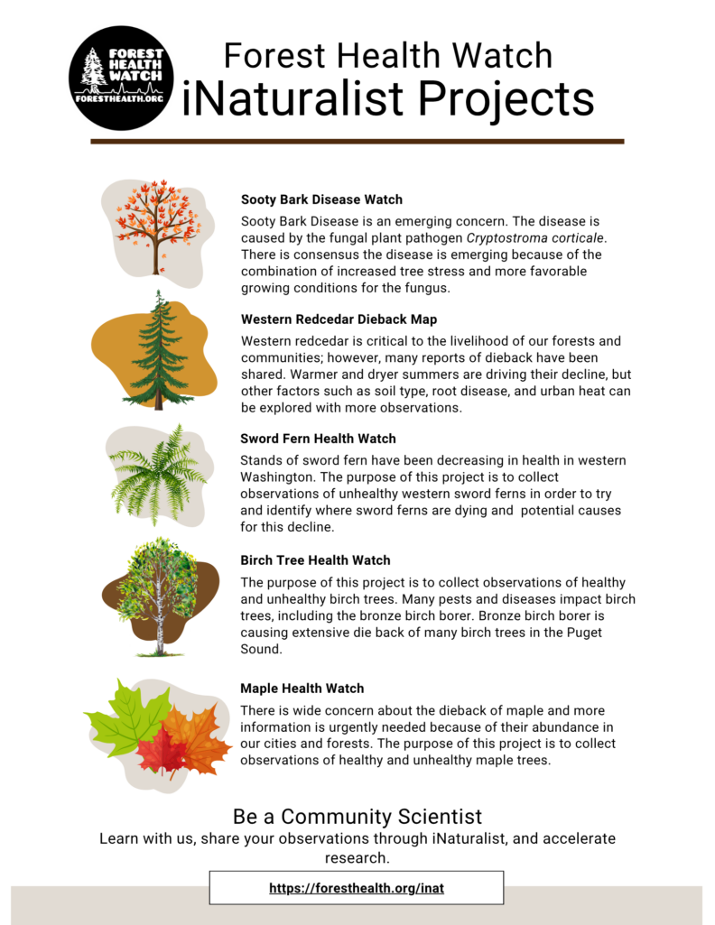 Forest Health Watch iNaturalist Projects flyer