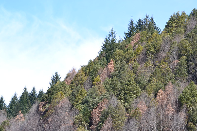 Curry county landscape affected by SOD

 Photo by Joey Hulbert
