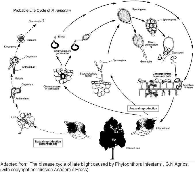 Probable life cycle of P. ramorum